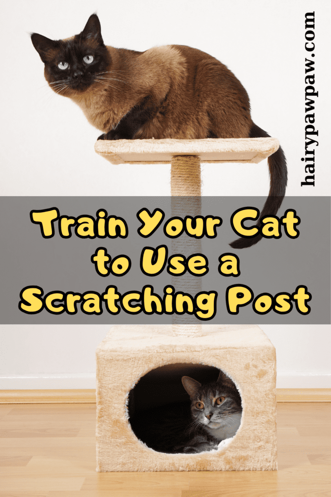 1. Choose the Right Scratching Post
Selecting the right scratching post is crucial for success. Cats have different preferences for scratching materials and post designs, so consider the following:

Material: Scratching posts come in various materials such as sisal, cardboard, and carpet. Sisal is durable and popular, but some cats prefer cardboard or carpet.
Height and Stability: Ensure the post is tall enough for your cat to stretch out fully and stable enough that it doesn’t tip over when scratched.
Design: Some cats prefer vertical posts, while others may like horizontal scratchers or a combination. Choose a design that fits your cat’s preferences.
Tip: Observe your cat’s current scratching habits to determine which type of post might appeal to them.