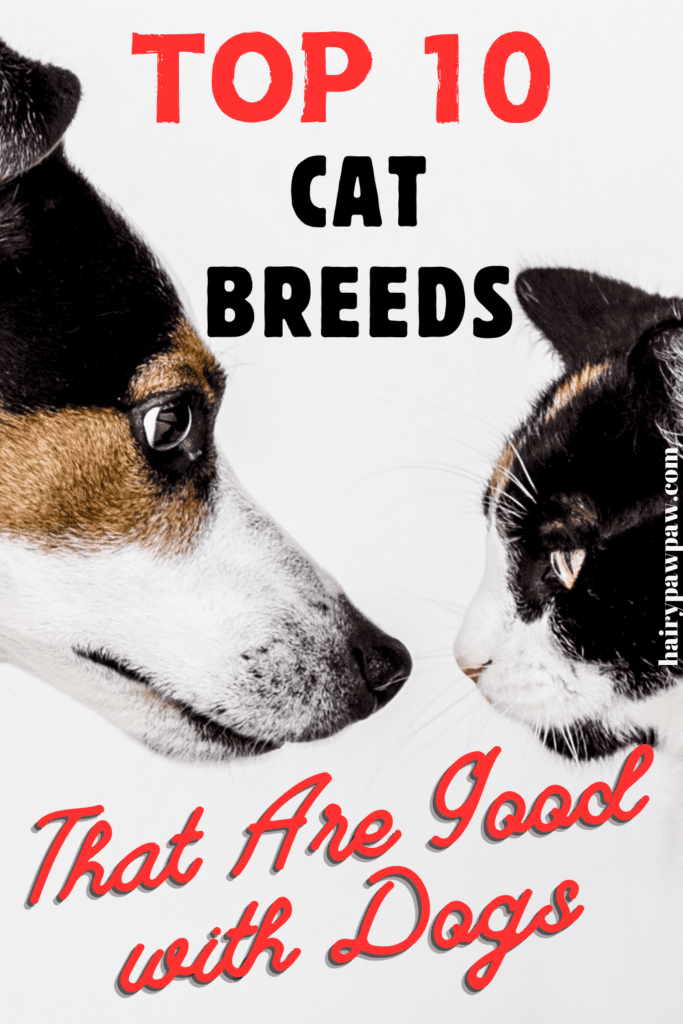 Top 10 Dog-Friendly Cat Breeds You Need to Know

Bringing a new  pet into your home is always an exciting experience. However, if you already have a dog and are considering adding a cat to your family, it’s important to choose a breed that is known for being dog-friendly. Some cat breeds are naturally more sociable and adaptable, making them better suited to coexist with  dogs. In this guide, we’ll explore the top cat breeds that are known for their ability to get along well with dogs, providing you with everything you need to know to create a harmonious household.