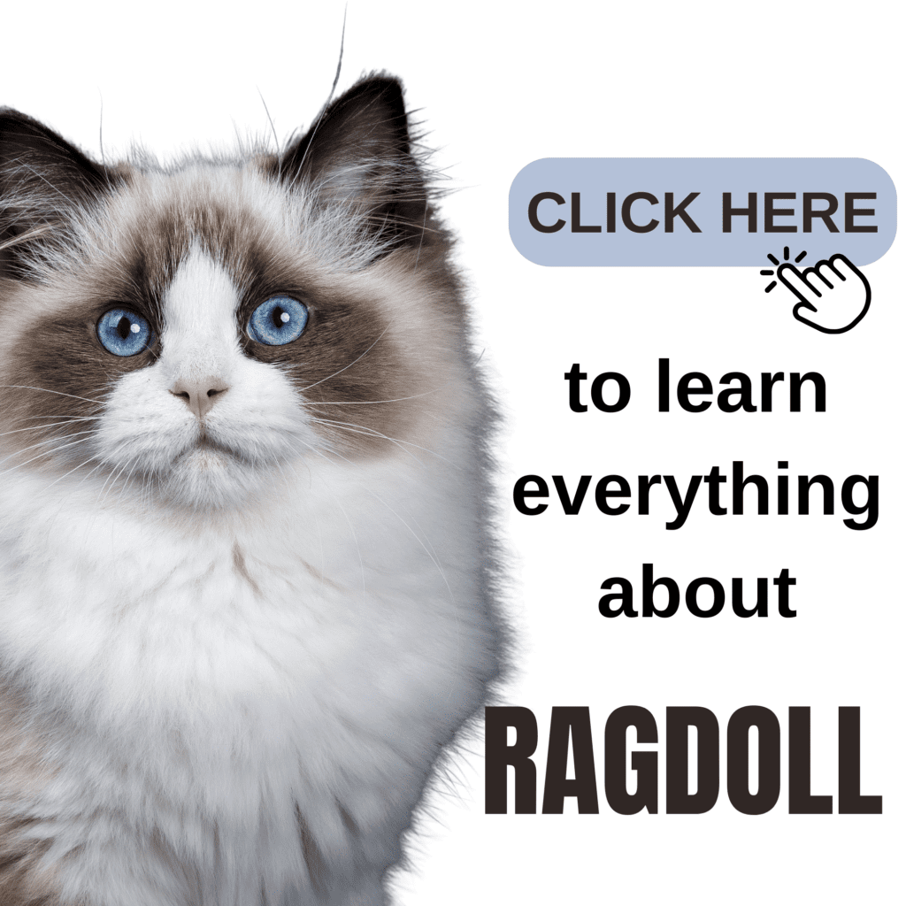 The Ultimate Guide to Ragdoll Cat: Everything to Know

Discover everything you need to know about the Ragdoll cat in this ultimate guide, perfect for both current owners and those considering adoption. Learn about their gentle temperament, striking blue eyes, and plush coat that make them one of the most beloved cat breeds. This comprehensive article covers their history, grooming needs, and health considerations, along with tips on creating a loving environment for your Ragdoll to flourish. Whether you’re new to the breed or looking to enhance your care routine, this guide offers valuable insights and expert advice to help your Ragdoll lead a happy and healthy life.