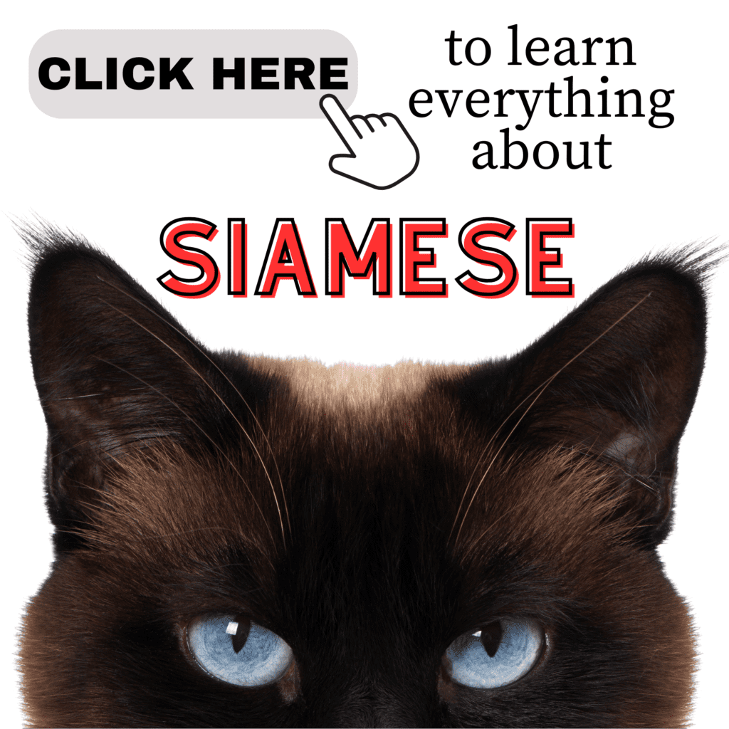 Complete Guide to Siamese Cats: Everything You Should Know

Interested in Siamese  cats? Our comprehensive guide covers everything you need to know about these sleek, talkative companions! From their striking blue eyes and unique coat patterns to their lively personalities and care needs, we’ve got you covered. Perfect for new and seasoned  cat owners alike. Click through for expert tips on grooming, health care, and understanding the behavior of Siamese cats!