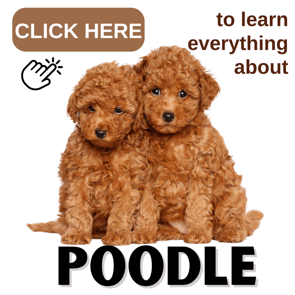 The Ultimate Guide to Poodle: Everything to Know

Discover everything you need to know about Poodles in this ultimate guide, from their rich history to their intelligent and active nature. Explore the unique characteristics of Standard, Miniature, and  Toy Poodles, and learn why they’re beloved for their elegance and versatility. This comprehensive guide offers expert advice on Poodle care, including grooming tips, training strategies, diet, and health care essentials. Whether you’re considering a Poodle or are a seasoned owner, find all the insights you need to ensure your Poodle thrives. 