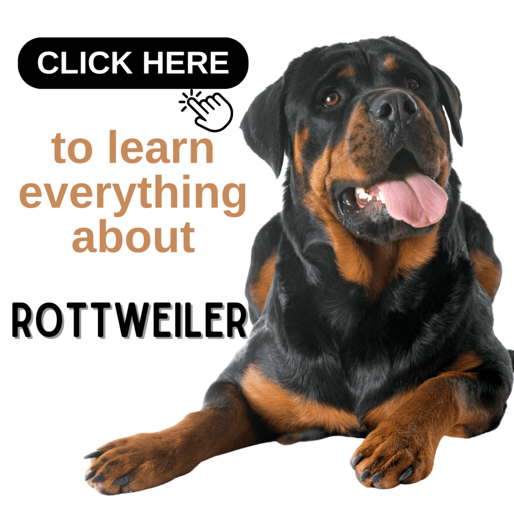 The Ultimate Guide to Rottweiler: Need to Know!

Unlock the secrets to owning and caring for a Rottweiler with this ultimate guide. Delve into the breed’s history, temperament, and unique characteristics, making Rottweilers one of the most confident and loyal dogs. This comprehensive resource covers essential tips on training, socialization, nutrition, and health care, ensuring your Rottweiler thrives in any environment. Perfect for new owners or experienced enthusiasts, this guide provides everything you need to know to raise a happy, well-adjusted Rottweiler.