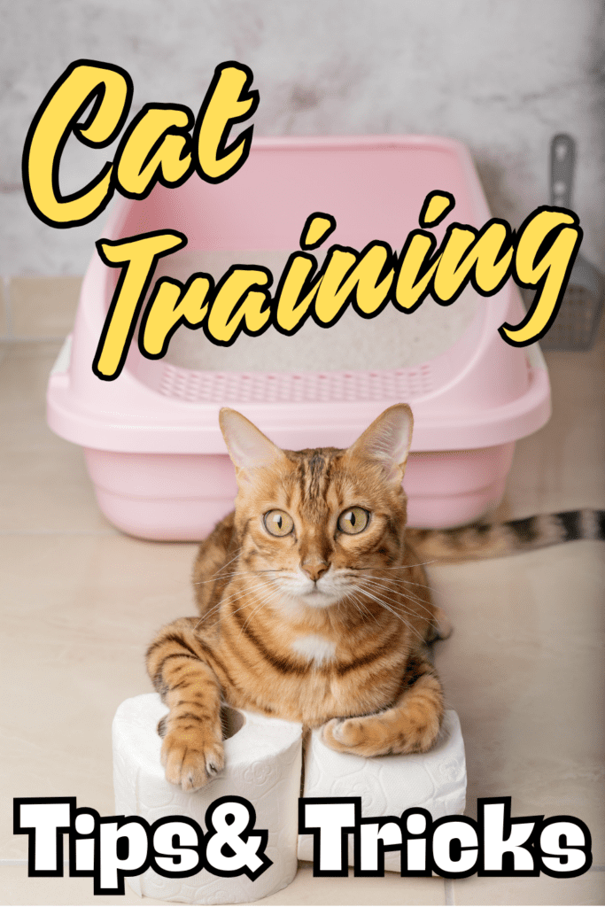 CAT TRAINING TIPS AND TRICKS : Cats, with their independent nature and curious personalities, often seem like they have a mind of their own. However, with the right approach and a little patience, you can train your feline friend to exhibit desired behaviors and live harmoniously in your home. Whether you’re teaching basic commands or addressing common behavior issues, here are some tips to help you become a cat training pro.