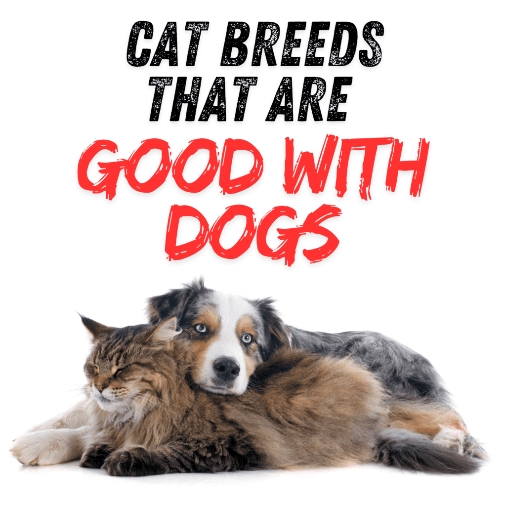 Top 10 Dog-Friendly Cat Breeds You Need to Know

This post may contain affiliate links, which means I’ll receive a commission if you purchase through my link, at NO EXTRA COST TO YOU

Bringing a new  pet into your home is always an exciting experience. However, if you already have a  dog and are considering adding a cat to your family, it’s important to choose a breed that is known for being dog-friendly. Some cat breeds are naturally more sociable and adaptable, making them better suited to coexist with dogs. In this guide, we’ll explore the top cat breeds that are known for their ability to get along well with dogs, providing you with everything you need to know to create a harmonious household.