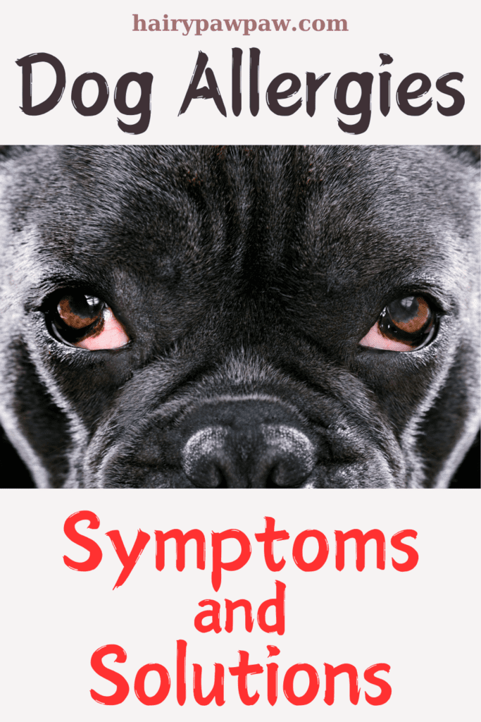 How to Identify Dog Allergies: Symptoms and Treatment Options
 Dogs, just like humans, can suffer from allergies. In fact, allergic reactions in dogs are more common than you might think. These reactions occur when a dog’s immune system overreacts to everyday substances such as pollen, food ingredients, or even flea saliva. If your dog constantly scratches, licks, or shows signs of discomfort, allergies may be the culprit. However, understanding the symptoms and knowing the solutions can make a huge difference in your dog’s health and comfort.