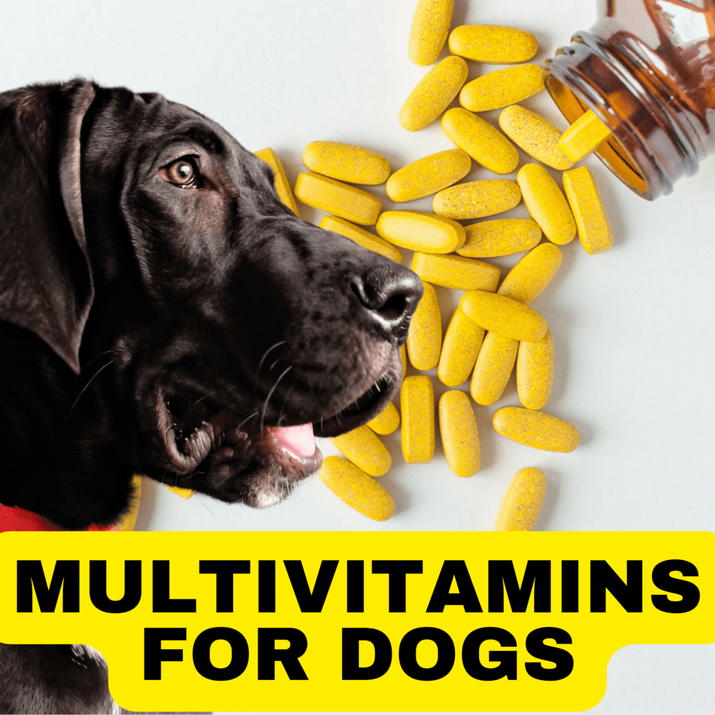 Multivitamins for Dogs : Discover The Benefits
Ensuring your dog gets the right nutrients is essential for their overall health and well-being. While a balanced diet is the foundation of good health, sometimes it’s necessary to supplement with multivitamins to address specific needs or deficiencies. In this comprehensive guide, we’ll explore the benefits of multivitamins for  dogs, how to choose the right one, and highlight the top brands on the market.