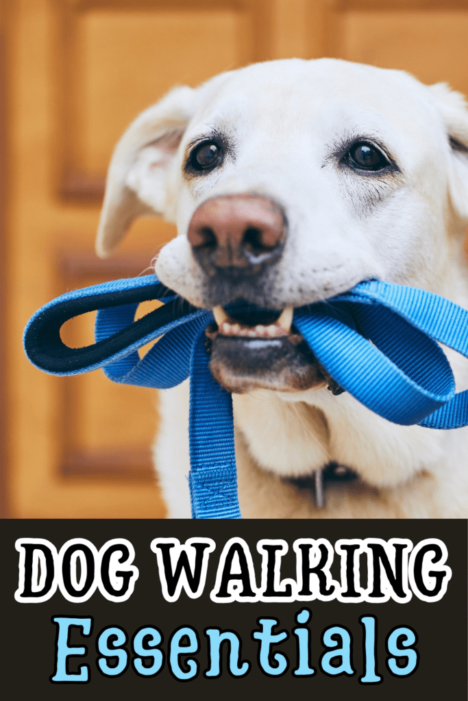 Dog Walking Essentials: Every Dog Owner Needs