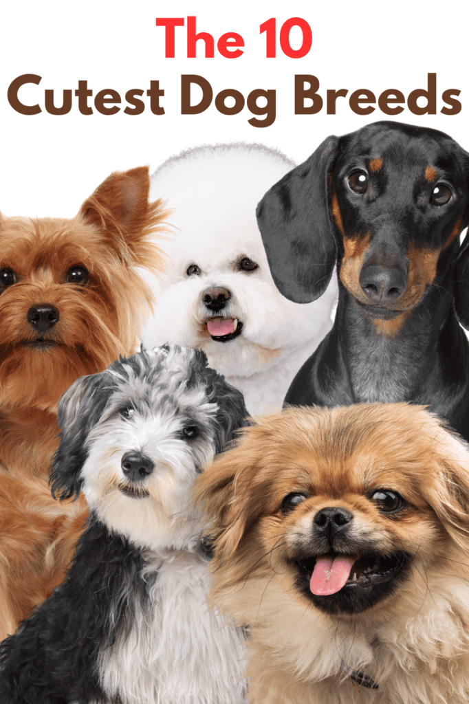 10 Cute Dog Breeds That Make the Best Family Pets

Family vacation packages
This post may contain affiliate links, which means I’ll receive a commission if you purchase through my link, at NO EXTRA COST TO YOU

Introduction

 Dogs bring immense joy to our lives with their unique personalities and heartwarming affection. Among the myriad of  dog breeds, some stand out for their irresistibly cute looks and charming characteristics. If you’re searching for a furry friend that combines cuteness with companionship, this list of the 10 cutest dog breeds will help you find the perfect match. Each breed is known for its endearing traits and lovable demeanor, making them excellent choices for families, singles, and anyone in need of a little extra joy in their lives.