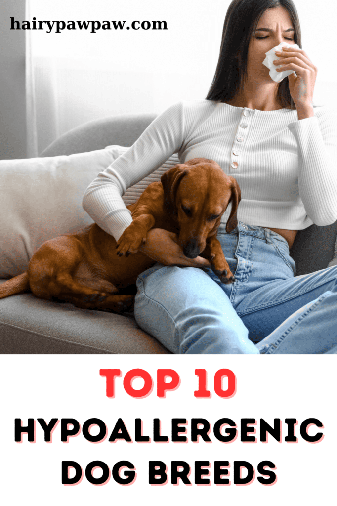 Top 10 Hypoallergenic Dog Breeds: Find the Perfect Allergy-Friendly Pup