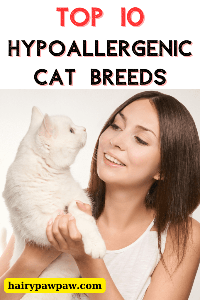 1. Hypoallergenic Siberian Cat
Siberian  cats often surprise people by being hypoallergenic, despite their long, thick coats. What makes them a top choice for allergy sufferers is that they produce lower levels of the Fel d 1 protein, which triggers most cat allergies. Their luxurious coat sheds less frequently than expected, which means fewer allergens floating around your home.

Siberians are also known for their friendly and affectionate personalities. They love spending time with their families and get along well with other pets, making them a perfect companion.