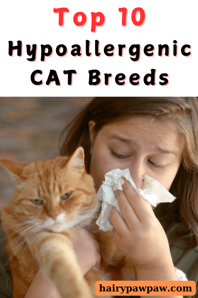 Top 10 Hypoallergenic Cat Breeds: Allergy-Friendly Felines for Cat Lovers