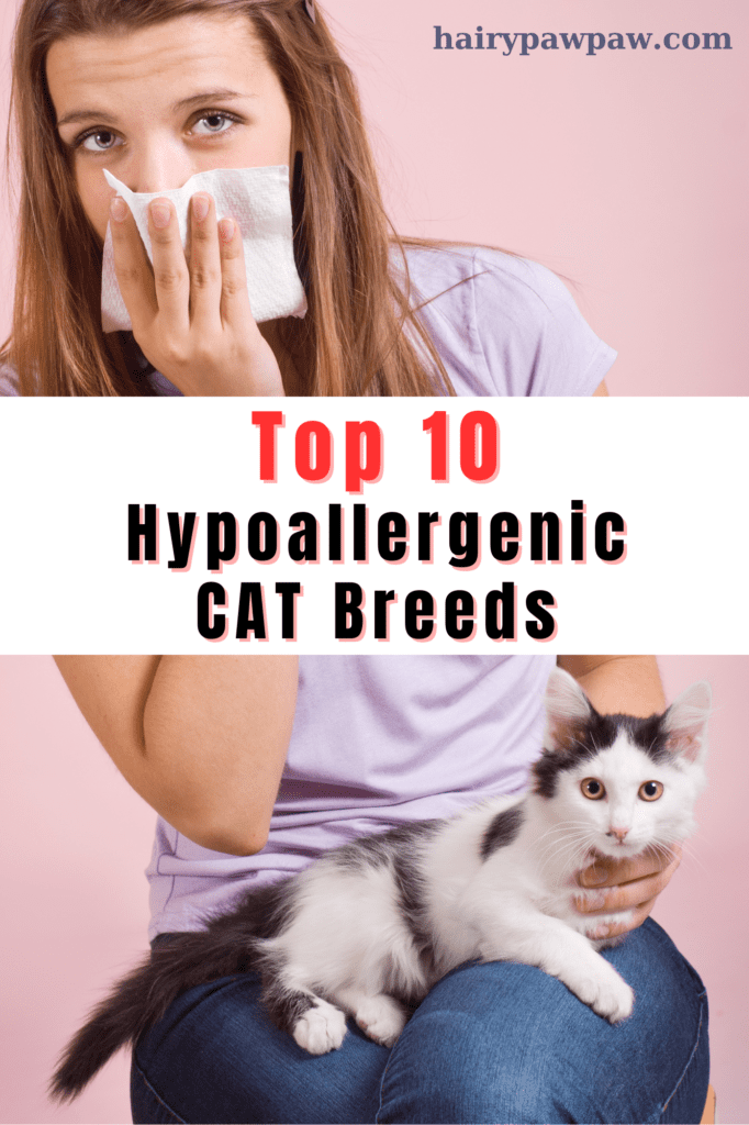 Top 10 Hypoallergenic Cat Breeds: Allergy-Friendly Felines for Cat Lovers

For many people, allergies can make owning a  cat seem impossible. The sneezing, itchy eyes, and runny noses often scare potential cat owners away. However, several hypoallergenic cat breeds can significantly reduce allergic reactions. Although no cat breed is entirely allergen-free, certain breeds produce fewer allergens, making them great options for people with allergies.