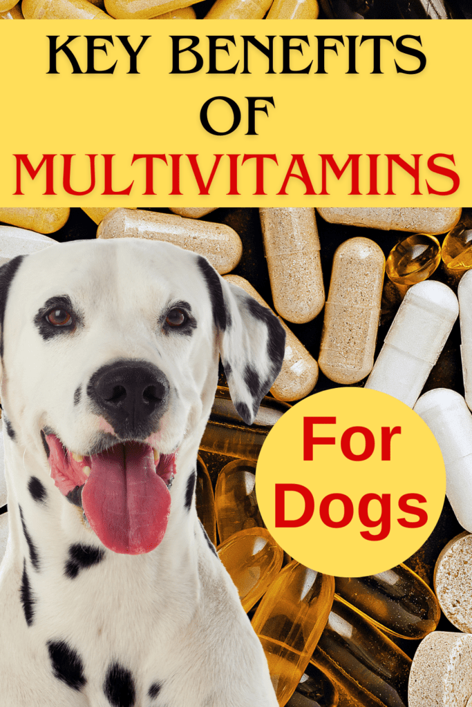 Multivitamins for Dogs: A Simple Way to Boost Their Health