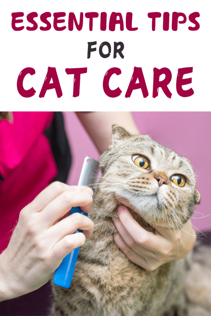 Essential Tips for New Cat Owners: A Comprehensive Guide
Welcoming a  cat into your home can be both exciting and rewarding. However, first-time cat owners often encounter a steep learning curve as they work to understand and meet their new feline friend’s needs. This comprehensive guide, “Essential Tips for First-Time Cat Owners: Cat Care and Training,” is designed to bridge that gap by offering detailed and practical advice on various aspects of cat ownership.

To start, the guide introduces fundamental cat care practices. It covers crucial topics such as selecting the right cat food, establishing a regular grooming routine, and scheduling routine veterinary visits. By focusing on these basics, you’ll ensure that your cat receives proper nutrition, grooming, and health management.