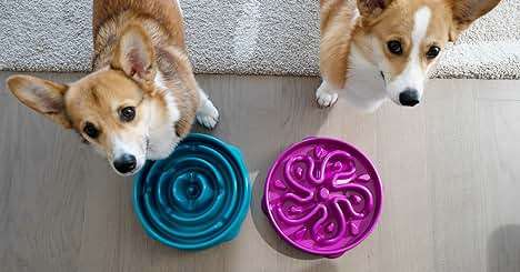 SLOWS DOWN EATING UP TO 10X: Outward Hound uniquely designed Fun Feeder dog bowls feature meal-lengthening ridges to help slow down your dog’s eating time by 10X!
AIDS IN PROPER DIGESTION: Common issues that arise in fast-eating dogs include bloating, regurgitation, and canine obesity. Our Fun Feeder Slo Bowls both challenge and engage your dog during mealtime while helping reduce overeating behavior.
MADE WITH NON-SLIP BASE AND FOOD SAFE MATERIALS: Outward Hound's Fun Feeder Slo Bowl, slow feeder dog bowls are made to hold in both fun and food as your dog forages through the fun patterns with its non-slip base. Bowls are BPA, PVC, and phthalate free.
DIET DIVERSITY: Fun Feeders are available in multiple sizes and ridge patterns. These bowls are great for dry, wet, or raw food diets. The Large/Regular holds up to 4 cups of dry kibble, the Medium/Mini holds 2 cups, and the Small/Tiny holds 3/4 cup.
CLEANING MADE EASY: Fun Feeder dog bowls are top rack dishwasher safe. Less work for you means more pup playtime after!