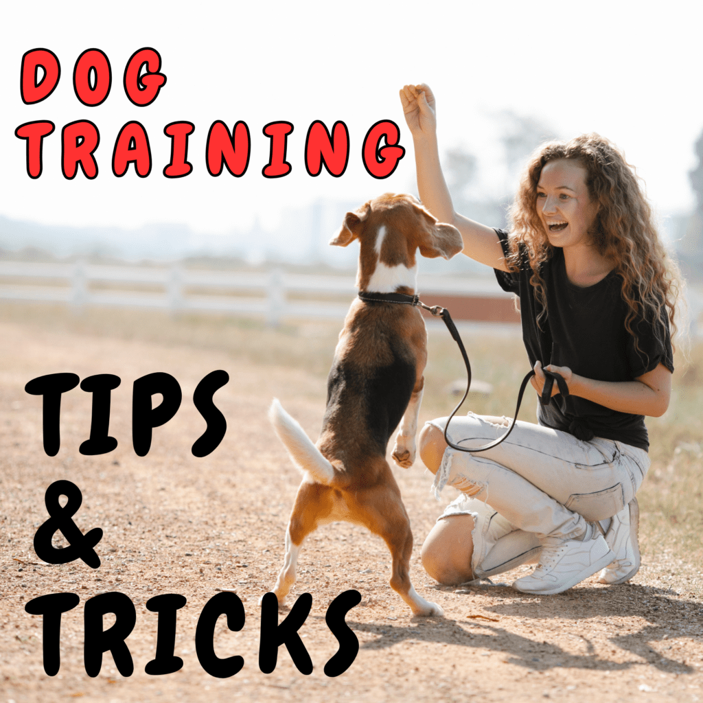 Essential Dog Training: From Basic to Expert Techniques

Unlock the secrets to effective dog training with our comprehensive guide, “Dog Training Tips & Tricks: From Basic Commands to Advanced Techniques.” Whether you’re a first-time dog owner or a seasoned pet parent, this blog post is packed with essential information to help you train your dog efficiently and humanely. We’ll take you through the foundational commands such as “sit,” “stay,” “come,” and “heel,” and then guide you to more advanced techniques like off-leash training, agility exercises, and behavior correction.

Discover the best practices for positive reinforcement, learn how to use clicker training to your advantage, and find out how to address common behavioral issues such as barking, chewing, and jumping. Our expert tips are designed to strengthen the bond between you and your dog, making training a fun and rewarding experience. With step-by-step instructions, helpful diagrams, and practical examples, this guide is your go-to resource for all things dog training.