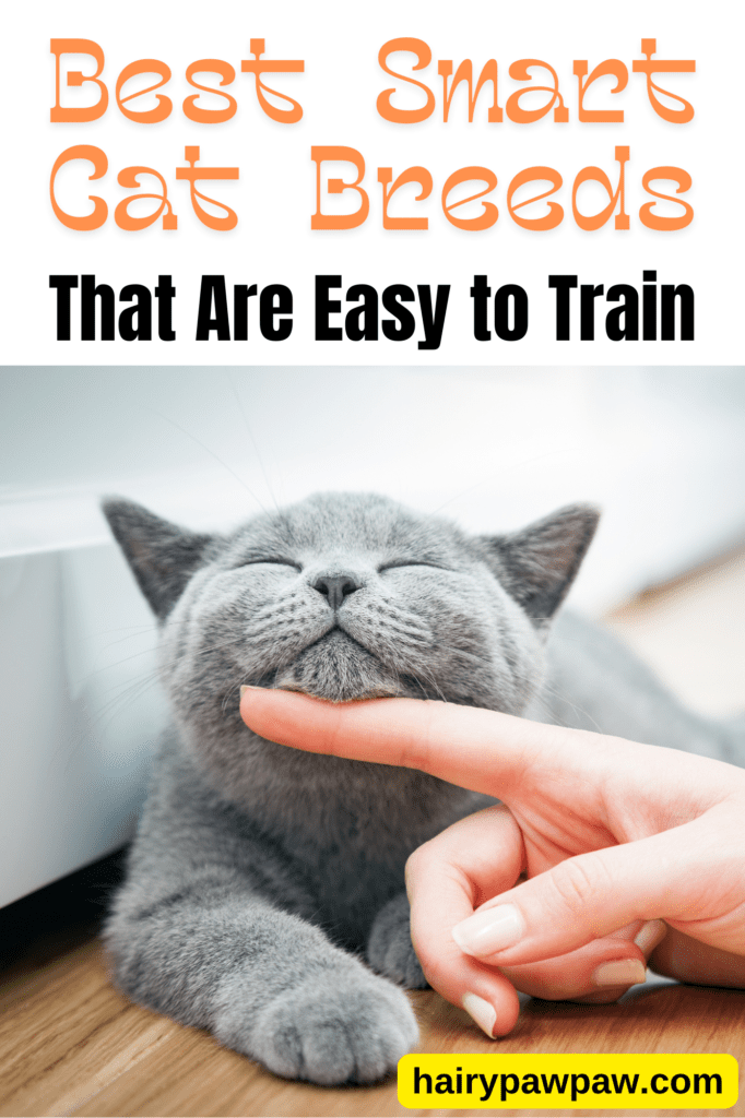 Best Smart Cat Breeds That Are Easy to Train

Training a cat may sound like a challenge, but some breeds excel in learning tricks and commands. Not every feline loves following instructions, but several intelligent breeds thrive when given tasks or mental stimulation. If you want a cat that responds well to training, this guide explores the best smart cat breeds that are both easy to train and a joy to live with.