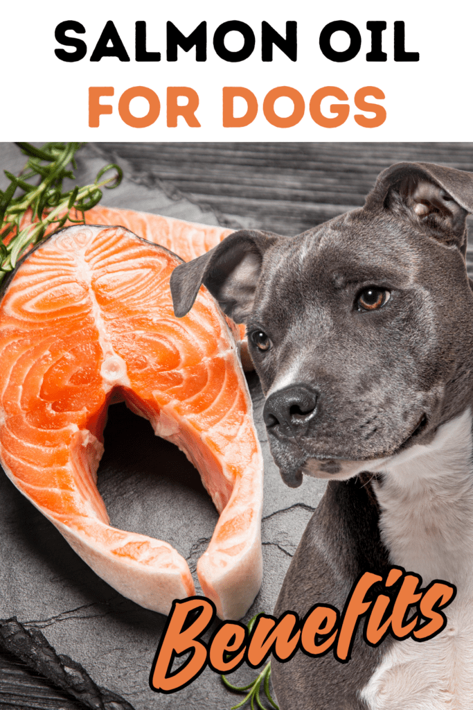 Salmon Oil for Dogs: Discover the Benefits, Proper Dosage, and Best Brands Available

Salmon oil is more than just a trendy supplement for dogs—it’s a powerhouse of nutrition that can significantly improve your dog’s health. From promoting a shiny coat to supporting joint health, salmon oil offers a wide range of benefits. In this comprehensive guide, we’ll delve into everything you need to know about salmon oil for dogs, including its benefits, proper dosage, and the best salmon oils available on the market.