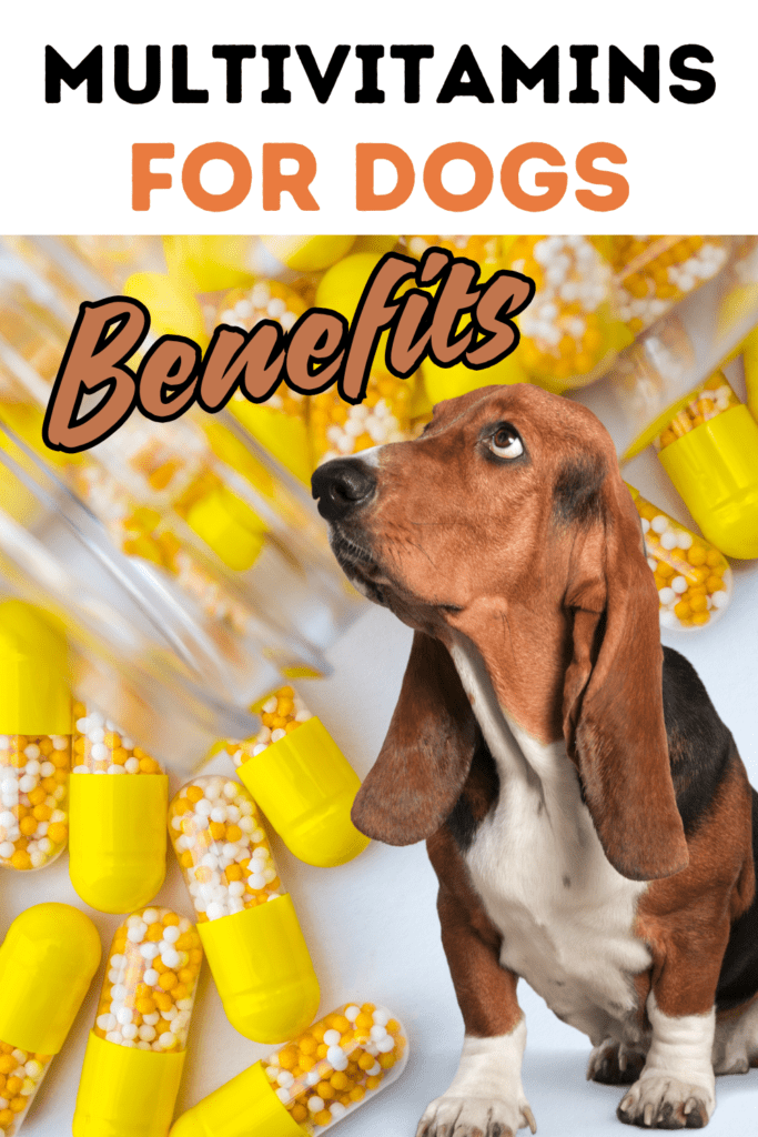 The Complete Guide to Multivitamins for Dogs: Benefits, Dosage, and Top-Rated Brands

Ensuring your dog gets the right nutrients is essential for their overall health and well-being. While a balanced diet is the foundation of good health, sometimes it’s necessary to supplement with multivitamins to address specific needs or deficiencies. In this comprehensive guide, we’ll explore the benefits of multivitamins for  dogs, how to choose the right one, and highlight the top brands on the market..