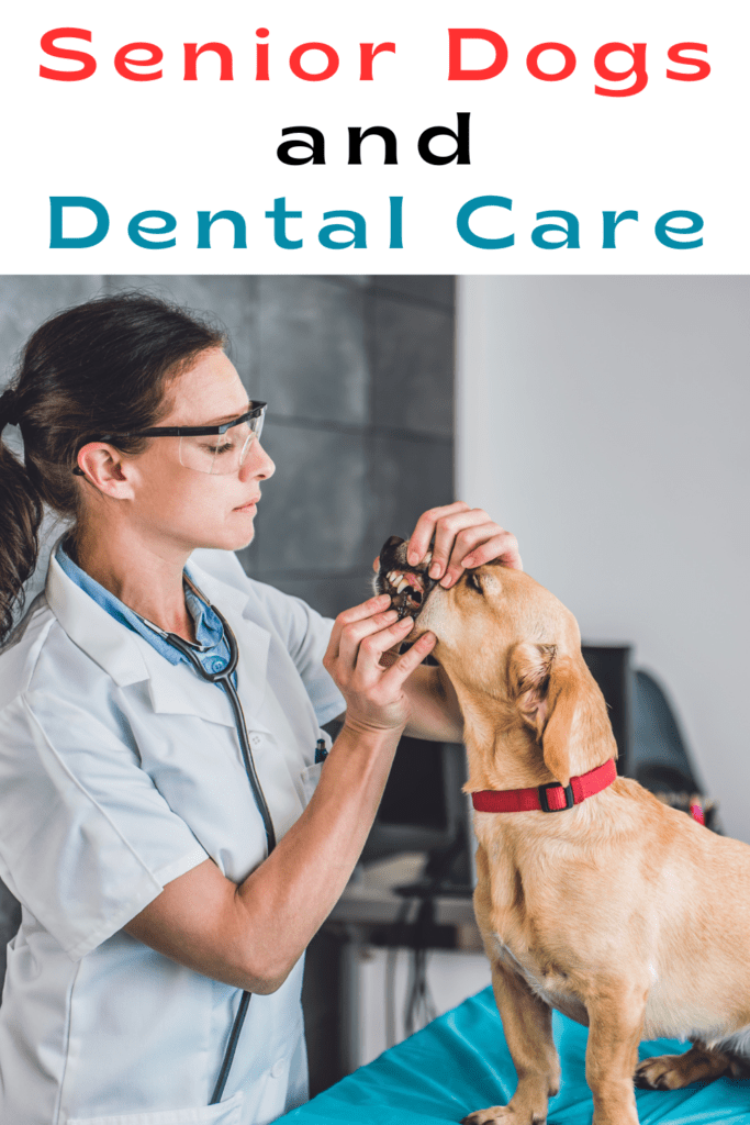 How to Care for Your Senior Dog’s Dental Health
Caring for senior  dogs requires extra attention, especially when it comes to dental health. As dogs age, their teeth and gums become more vulnerable to a range of issues. Tooth decay, gum disease, and other dental problems can easily impact their overall health. By addressing these concerns early, you can prevent discomfort and ensure your senior dog stays healthy as they age.