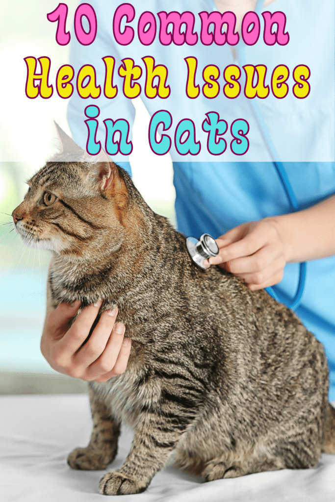 10 Cat Health Problems and How to Prevent Them
 Cats, those mysterious and elegant creatures, often mask their discomfort and ailments, making it challenging for  pet owners to recognize when something is wrong. Understanding common health issues in cats and knowing how to prevent them can significantly improve your feline friend’s quality of life. In this detailed guide, we’ll explore prevalent health problems in cats, their symptoms, and effective prevention strategies.