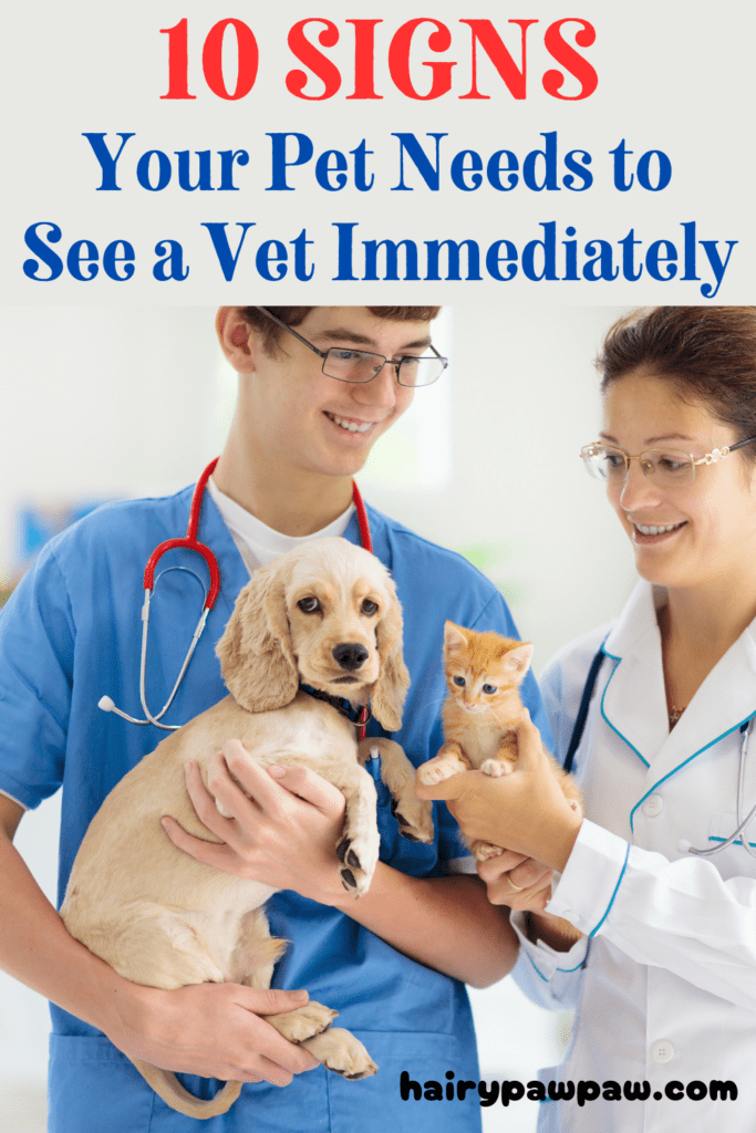 10 Signs Your Pet Needs to See a Vet Immediately
As a  pet owner, it’s essential to be attuned to your pet’s behavior and physical condition. While some symptoms may seem minor, they could be indicators of serious underlying health issues. Recognizing the signs that your pet needs immediate veterinary attention can make a significant difference in their health and well-being. In this detailed guide, we’ll explore the critical signs that indicate your pet needs to see a vet immediately, along with actionable steps you can take to ensure their safety.