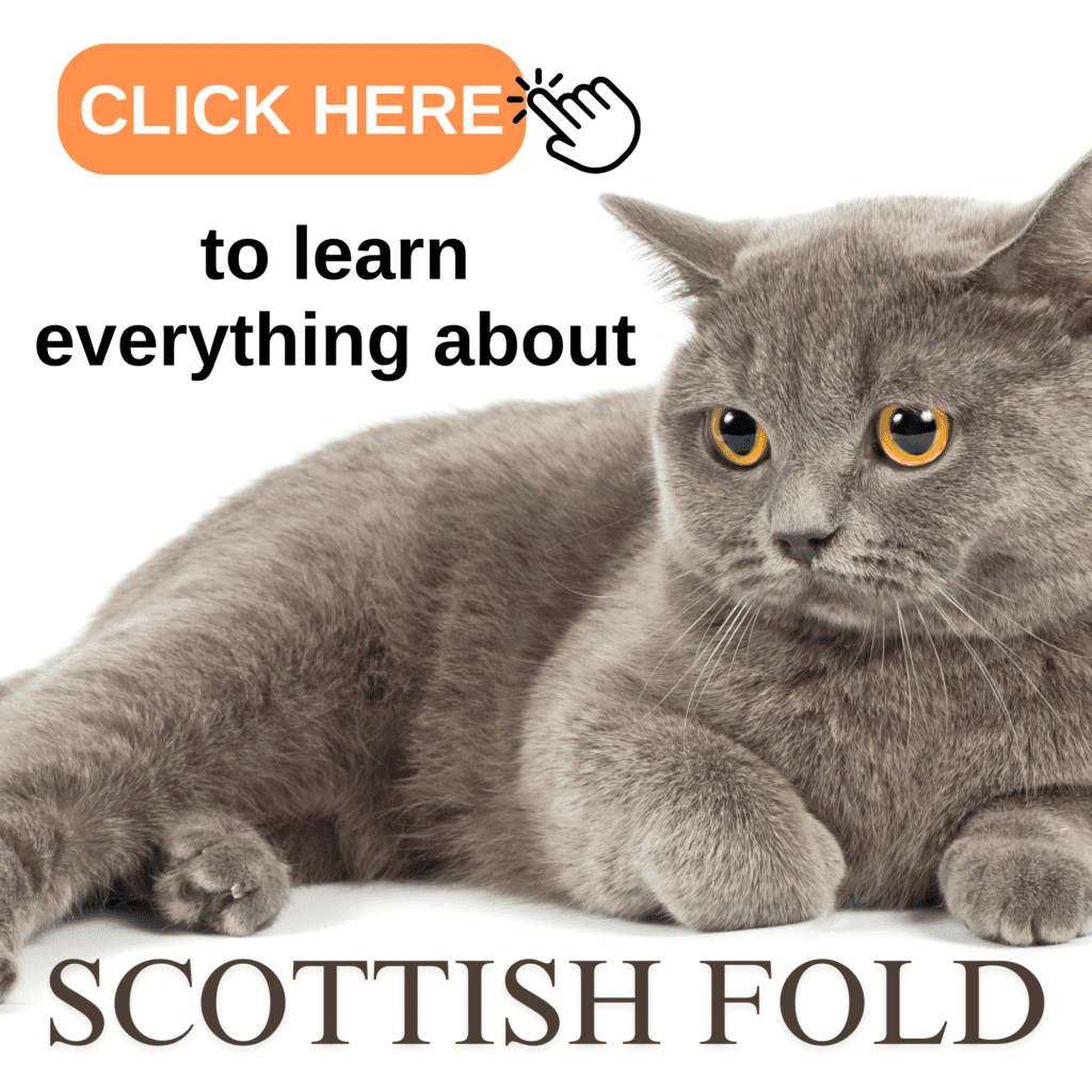 The Ultimate Guide to Scottish Fold Cats: Need to Know

The Ultimate Guide to Scottish Fold  Cats: Everything You Need to Know offers a comprehensive look at this unique and captivating breed. With their distinctive folded ears and charming personalities, Scottish Folds have captured the hearts of  cat lovers worldwide. This guide delves into the breed’s history, highlighting its origins in Scotland and the unique traits that set it apart from other cats. Additionally, readers will discover essential care tips, including grooming, nutrition, and health considerations, ensuring a happy and healthy feline companion. 