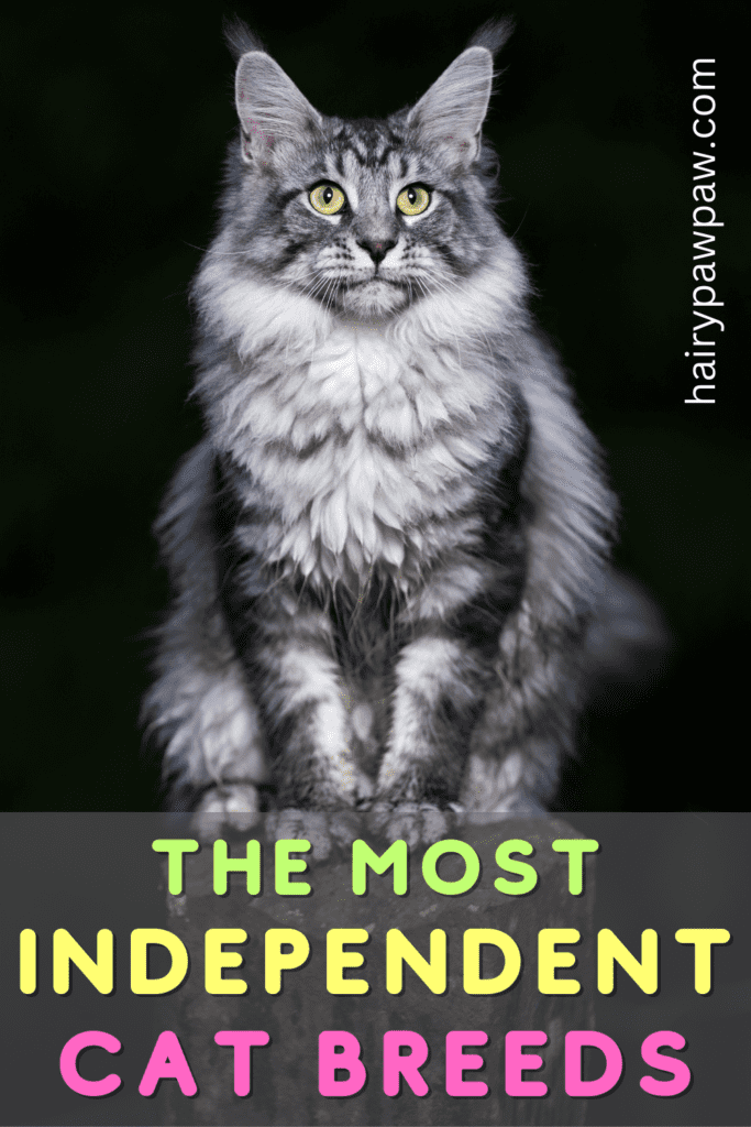 The Most Independent Cat Breeds: Perfect Pets for Busy Owners

Cats are known for their independent nature, but some breeds take self-sufficiency to another level. If you’re looking for a feline companion that enjoys their own space and doesn’t require constant attention, consider these independent cat breeds.