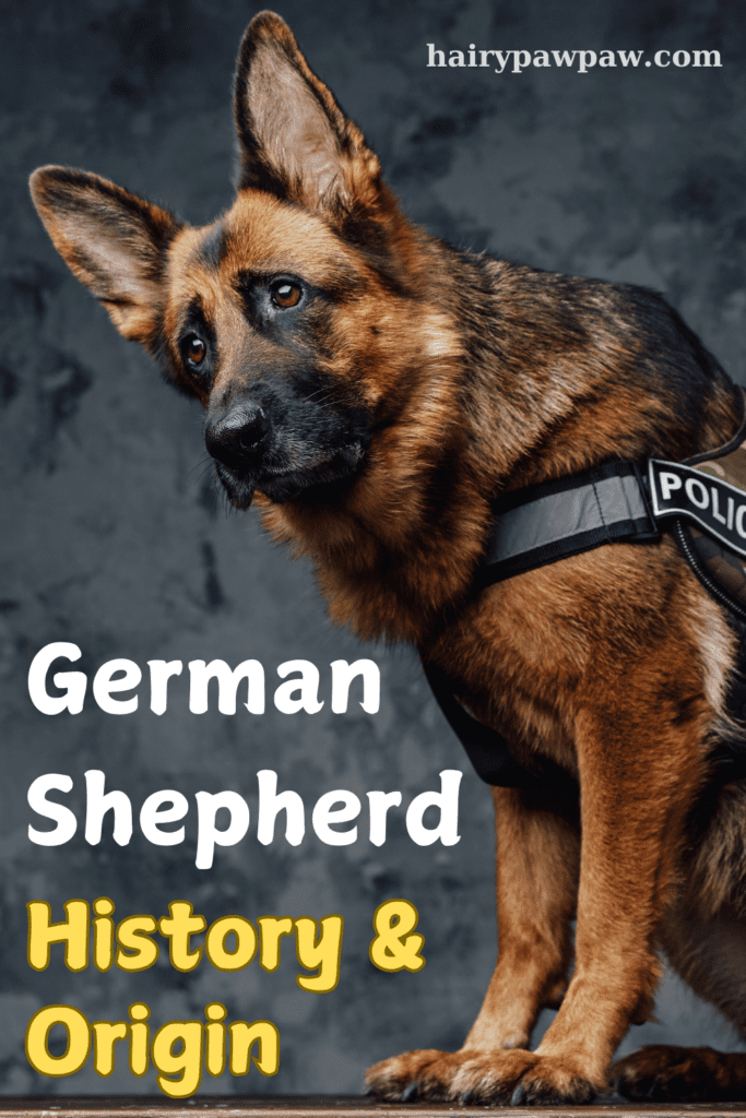 The History and Origin of the German Shepherd

The  German Shepherd, renowned for its intelligence, loyalty, and versatility, stands as one of the most beloved dog breeds worldwide. But to truly appreciate this remarkable breed, it’s essential to explore its rich history and origin. Understanding where the German Shepherd came from and how it evolved can deepen your connection to this incredible dog. So, let’s dive into the fascinating journey of the German Shepherd, from its roots in Germany to its global prominence today.

