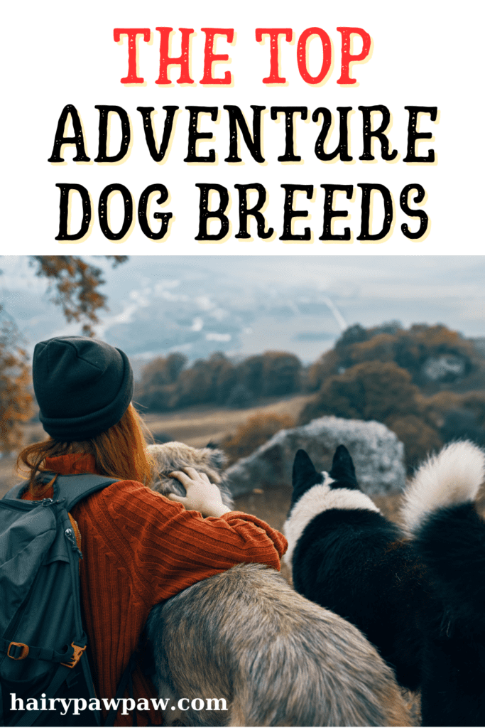 Unique Dog Breeds For an Adventurous Owner