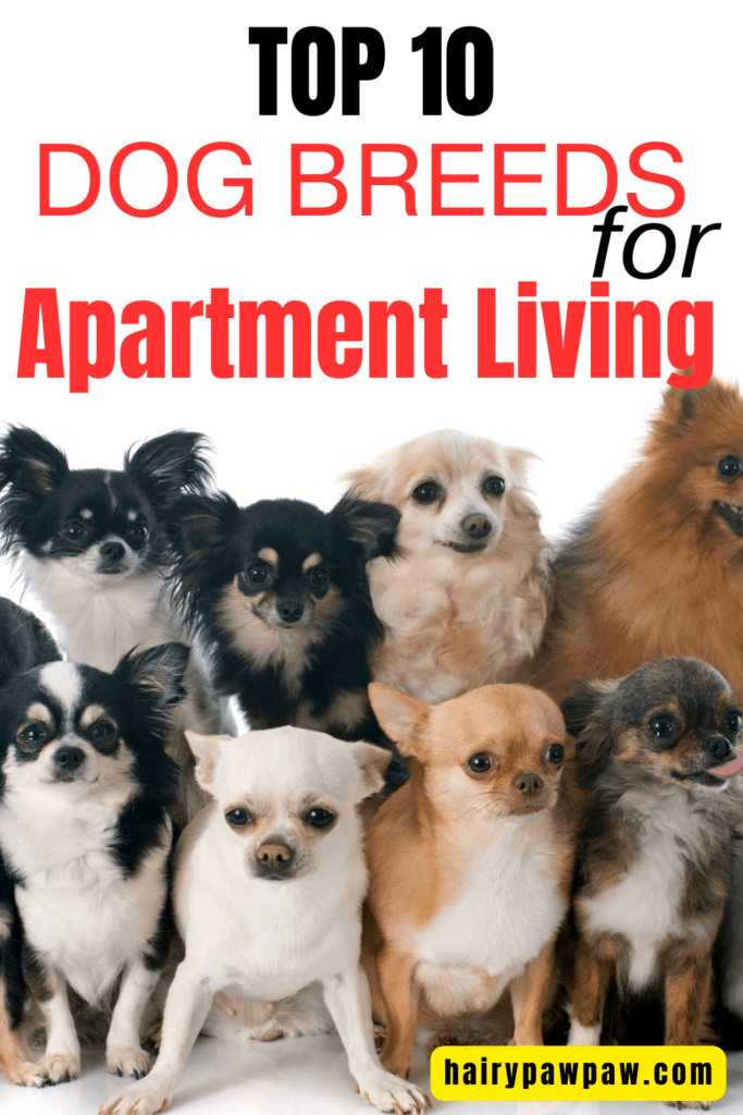 Living in an apartment doesn’t mean you have to miss out on the joys of having a  dog. However, not all dog breeds are suited to smaller living spaces. Whether you’re a city dweller or simply prefer the convenience of apartment life, choosing the right breed is essential. Here are the top 10 dog breeds that thrive in apartment settings, combining the perfect balance of size, temperament, and adaptability.