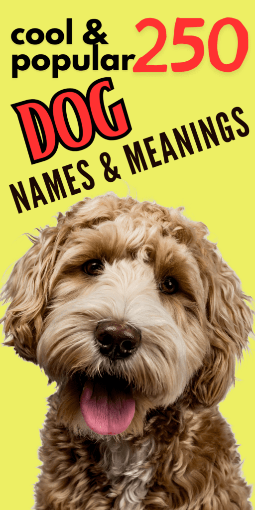 Top 250 Popular Dog Names & Meanings

Choosing the perfect name for your new furry friend can be a daunting task, especially with so many options available. To help you out, we’ve compiled a comprehensive list of 250 unique, cool, and popular  dog names along with their meanings. Whether you’re looking for a name that reflects your dog’s personality, appearance, or just something that stands out, our list has something for every pup. From classic names like Bella and Max to unique choices like Everest and Nova, each name is accompanied by its origin and significance, making your decision-making process a little easier and a lot more fun. Dive into our carefully curated collection and find the ideal name that will make your dog’s identity truly special!