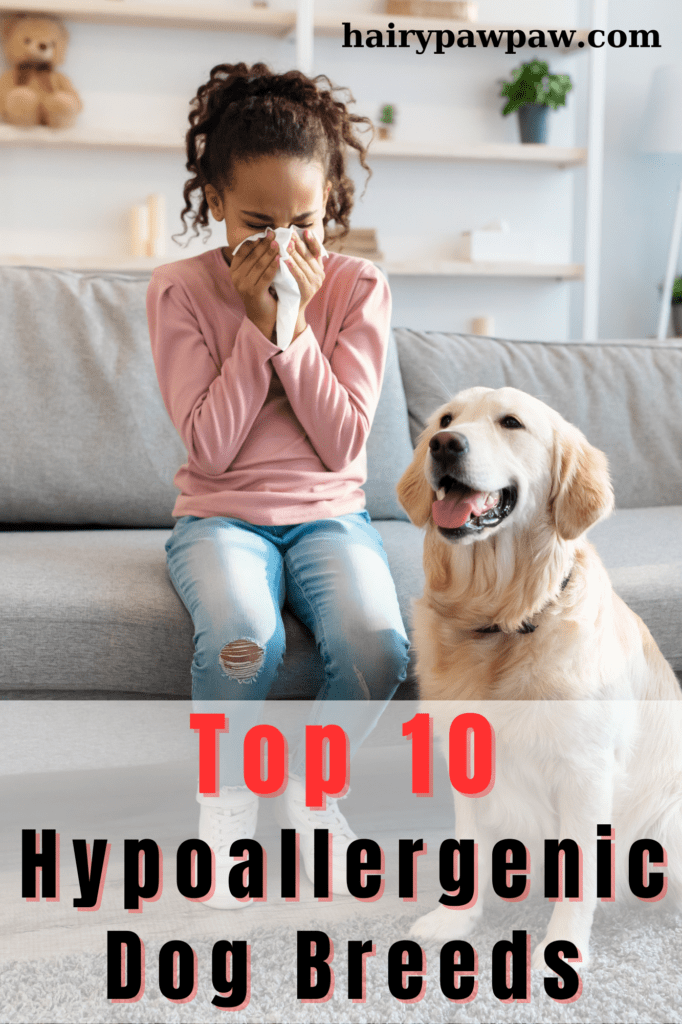 Top 10 Hypoallergenic Dog Breeds: Find the Perfect Allergy-Friendly Pup
Owning a dog doesn’t have to mean enduring allergies. These hypoallergenic breeds offer allergy sufferers the opportunity to enjoy the love and companionship of a dog without the constant sneezing and discomfort. Whether you prefer a small lap dog like a Maltese or a larger breed like a Portuguese Water Dog, there’s a hypoallergenic option for every lifestyle.

By choosing one of these breeds and maintaining proper grooming habits, you can welcome a furry friend into your life without the worry of allergy flare-ups.