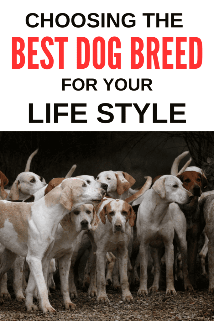 Choosing the Perfect Dog Breed for Your Lifestyle

Choosing the right dog breed for your lifestyle is a crucial decision. This choice can significantly impact your happiness and your dog’s well-being. With so many breeds available, finding the perfect match may seem overwhelming. However, by considering a few key factors, you can narrow down your options and select a dog that complements your lifestyle.