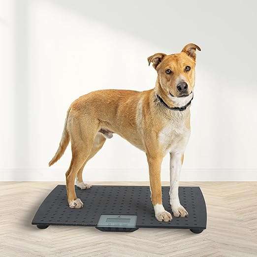 Bathroom Scale for Dogs: Black precision pet digital scale that measures the weight of dogs ranging from puppies to larger breeds of dogs and is also viable as a baby scale for other pets or even livestock.
Weighing Machine Comfortability: Equipped with large non-skid rubber textured mat; Can even be used as a foot scale or personal weighing digital scale in the bathroom for people of different ages.
Scales Digital Weight Power: Requires 2 AAA alkaline batteries (not included) to operate; Measures in pounds or kilograms while featuring a no-tip design that ensures the stability of the device.
Precision Scale Technology: Features accurate measurements of the large pet's weight using the digital scale technology, can monitor everyday health and well-being of the pet for proper care and feeding.
Digital Scale Specifications: Equipped with a max weight capacity of up to 225 pounds; Minimum weight capacity is 1 pound and 2 ounces; Measures 28 inches long, 16 inches wide, and 1.75 inches tall.