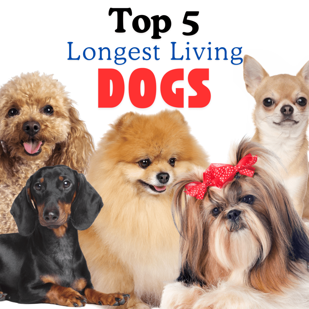 Choosing a Long-Living Breed
If you’re considering a dog breed with a longer lifespan, keep in mind that every dog deserves love, attention, and a healthy lifestyle. Even though certain breeds generally live longer, each dog remains unique, and care plays a massive role in their quality of life. By choosing a long-living breed and providing top-notch care, you create a life of joy, adventure, and companionship with your loyal friend.