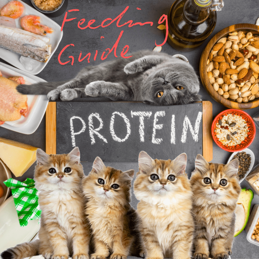 How Much to Feed Cats? A Guide on Protein Control
Cat Nutrition: How Much Protein Should You Feed?
Feeding Cats Right: How Much Protein Do They Need?
Protein Control in Cat Diets: How Much to Feed
Cat Feeding Tips: Balancing Protein for Optimal Health
Protein in Cat Diets: How Much Should You Feed?
How Much Protein Do Cats Need? Feeding Guide Inside
Cat Food Portions: Guide to Protein Control for Cats
Feeding Guide: How Much Protein Does Your Cat Need?
Cat Feeding 101: Protein Control and Portion Sizes