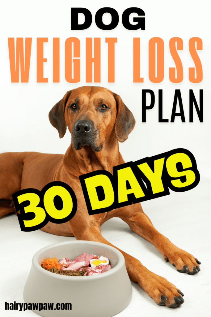 30-Day Dog Weight Loss Plan: Easy Steps to Get Started
Maintaining a healthy weight for your dog is crucial for their overall well-being. Excess weight can lead to various health problems, such as arthritis, diabetes, and heart disease. Furthermore, overweight  dogs often experience reduced energy levels and a lower quality of life. Therefore, following a structured weight loss plan is essential for improving your dog’s health. This 30-Day Dog Weight Loss Plan will provide you with easy steps to get started, along with a detailed weekly breakdown to ensure success.