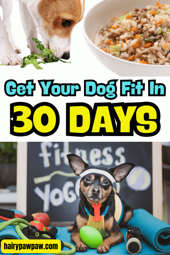 Understanding Your Dog’s Needs
Before diving into the weight loss plan, take a moment to assess your dog’s current health status. Knowing your dog’s ideal weight is essential, so consider consulting your veterinarian for a professional assessment. Your vet can help determine your dog’s healthy weight range and recommend a target weight for your weight loss journey.

Once you know the ideal weight, you can start tracking your dog’s food intake. To help you assess their current eating habits, keep a diary of everything your dog eats for at least a week. This diary will give you a clearer picture of your dog’s caloric intake.