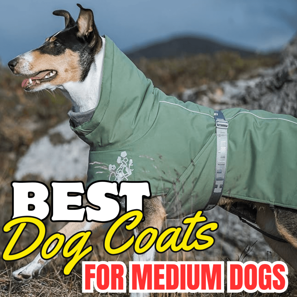 Tips for Getting Your Dog Used to a Winter Coat
Introducing a coat can take time. First, let your dog sniff and inspect the coat. Then, place it on without fastening to make them comfortable. Afterward, secure it loosely and reward them with treats. Gradually extend the wear time until they adjust completely.

Maintenance Tips for Winter Coats
Keeping coats clean and functional ensures long-term use. Always follow the care instructions provided. Wash regularly to remove dirt, odors, and moisture. Store in a dry place after the winter season ends.