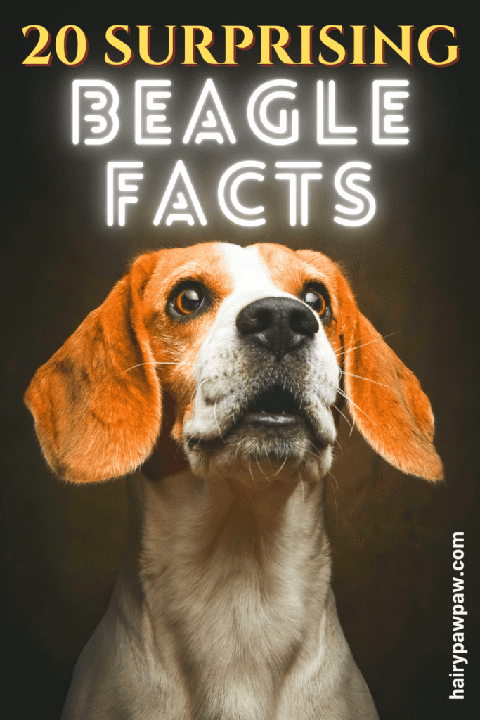 Beagle Facts: 20 Surprising Things You Didn’t Know

Beagles stand out as one of the most beloved and recognizable dog breeds worldwide. While you might already know a few things about these friendly, energetic pups, there is so much more to discover. Beagles offer charm, history, and a unique personality all wrapped into one irresistible package. In this guide, you’ll dive into 20 surprising Beagle facts that reveal why they remain so popular. From their incredible noses to their fascinating lineage, Beagles provide endless intrigue.