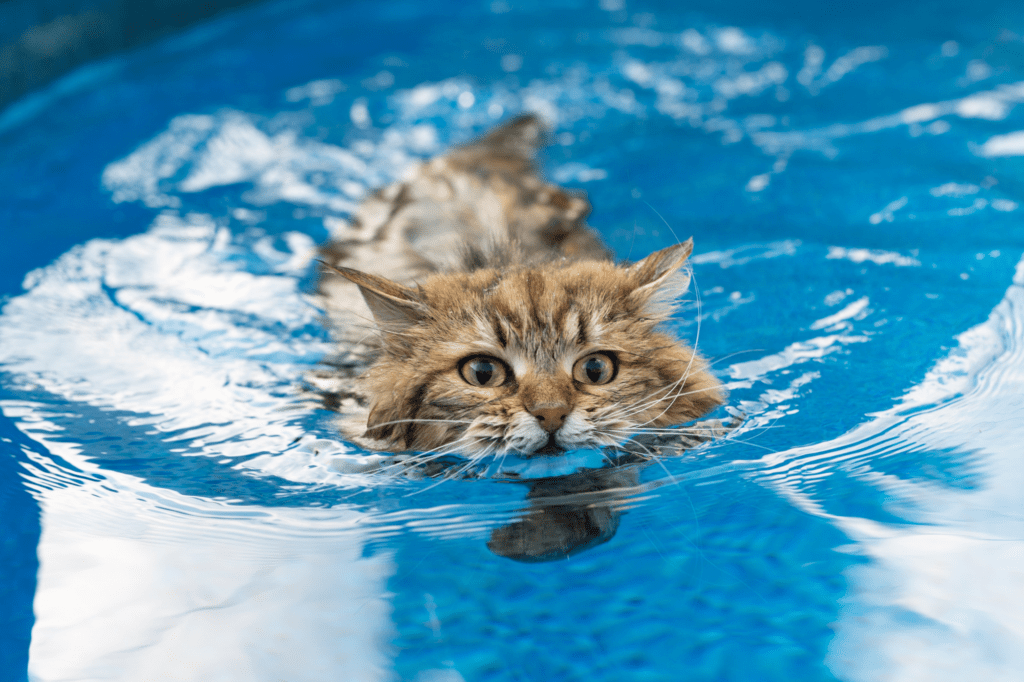 10 Feline Swimmers to Know : Cat Breeds That Love Water