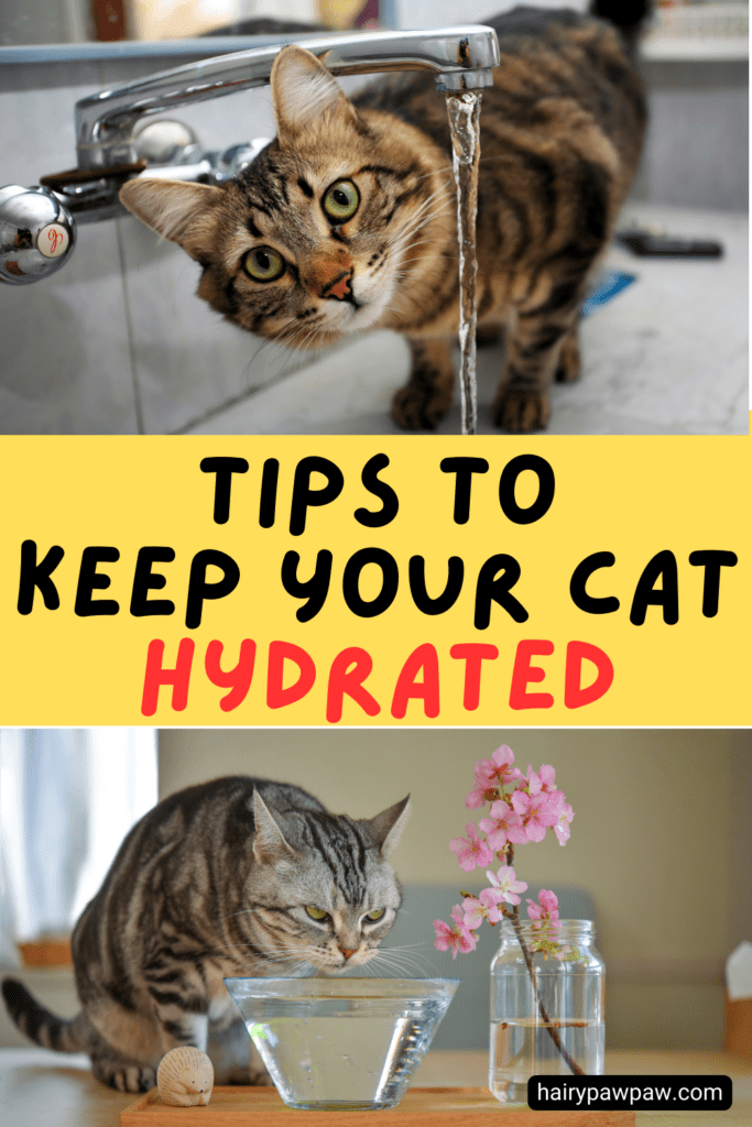 Keeping Your Cat Hydrated: Tips for Better Health

Ensuring that your cat stays hydrated plays a crucial role in supporting their overall health. Just like humans, cats rely on water for nearly every bodily function, including digestion, circulation, and temperature regulation. Dehydration can lead to serious health problems, including kidney disease, urinary tract infections, and digestive issues. Below, you’ll find an in-depth guide to understanding why hydration matters for cats, how to recognize the signs of dehydration, and practical tips to encourage better water intake.