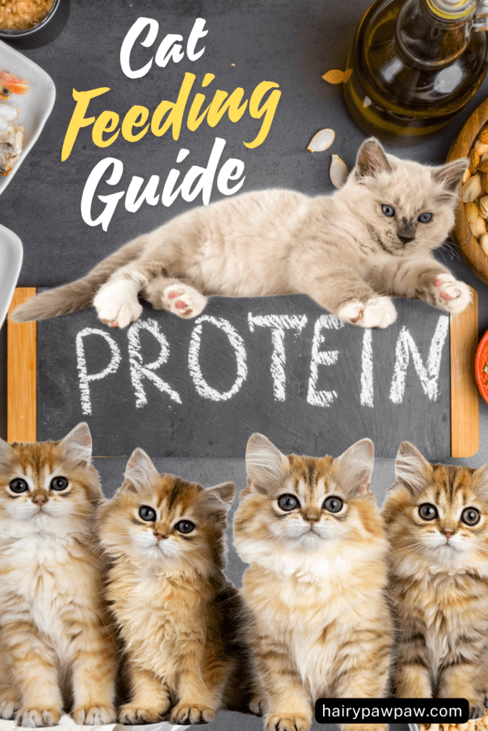 Cat Feeding Guide: Controlling Protein for Better Health

Ensuring your cat receives the right amount of protein greatly impacts their overall health, weight, and energy levels. Since cats are obligate carnivores, their bodies thrive on protein from animal sources. However, finding the right balance in protein intake matters because both excess and deficiency can lead to health issues. This guide will cover all you need to know about protein in your cat’s diet, from understanding protein requirements to selecting the best protein sources and portion sizes. 