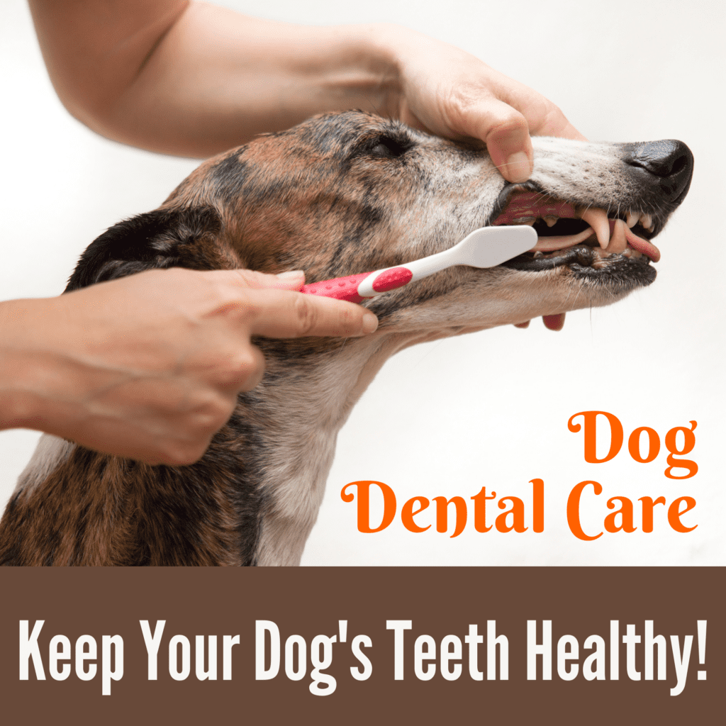 Dog Dental Care: Keep Your Dog’s Teeth Healthy!

When it comes to your dog’s overall health, dental care often gets overlooked. However, maintaining your dog’s oral hygiene is just as crucial as their diet, exercise, or grooming routine. Not only does dental care help prevent bad breath, but it also protects your dog from more serious health issues, such as infections and tooth decay. 