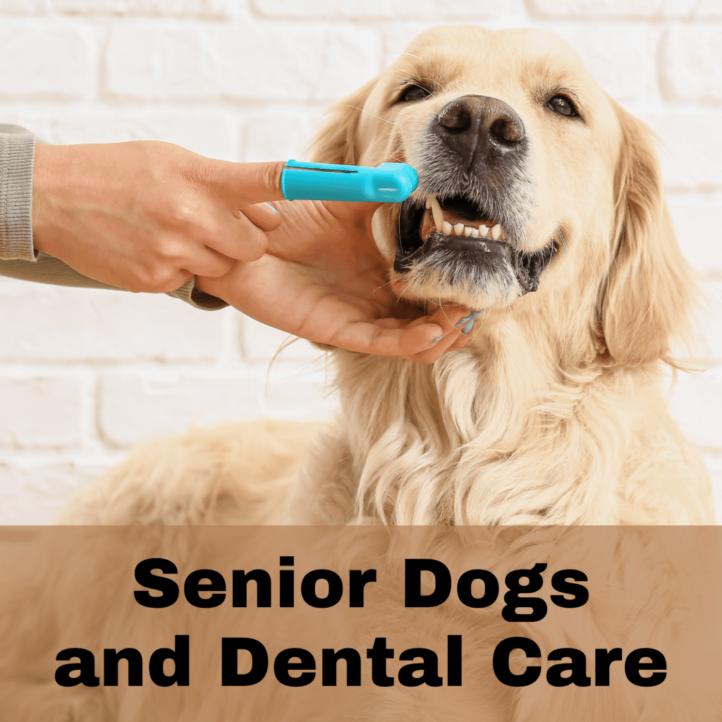 Senior Dogs and Dental Care

Caring for senior  dogs requires extra attention, especially when it comes to dental health. As dogs age, their teeth and gums become more vulnerable to a range of issues. Tooth decay, gum disease, and other dental problems can easily impact their overall health. By addressing these concerns early, you can prevent discomfort and ensure your senior dog stays healthy as they age.