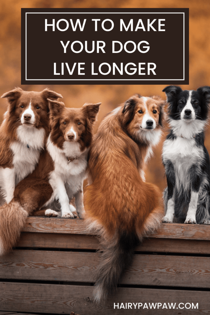 How to Make Your Dog Live Longer: 5 Easy Tips
As a dog owner, you want the best for your furry friend, and that includes helping them live a long, healthy life. While some factors are out of your control, many choices you make every day can have a big impact on your dog’s lifespan. Below, we explore five easy yet highly effective ways to help your dog live longer, stronger, and happier.