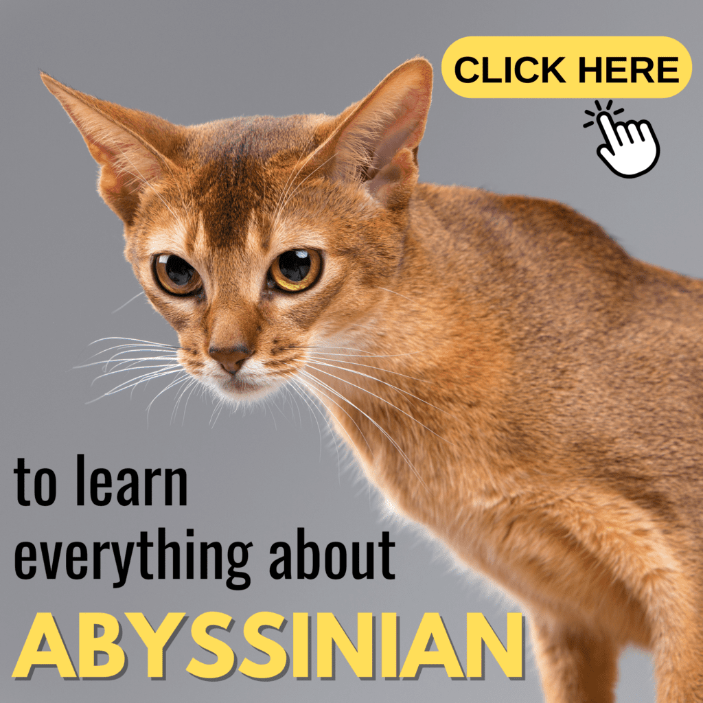 Abyssinian Cat Facts: What You Need to Know

Explore the fascinating world of the Abyssinian cat in this ultimate guide, packed with everything you need to know about this active and intelligent breed. Discover their rich history, distinctive physical features, and playful personality traits that make them a favorite among cat enthusiasts. This comprehensive article provides essential tips on grooming, health care, and dietary needs, ensuring your Abyssinian thrives. Whether you’re considering adopting an Abyssinian or want to deepen your understanding of this energetic breed, you’ll find expert advice and practical information to help you care for your feline friend.