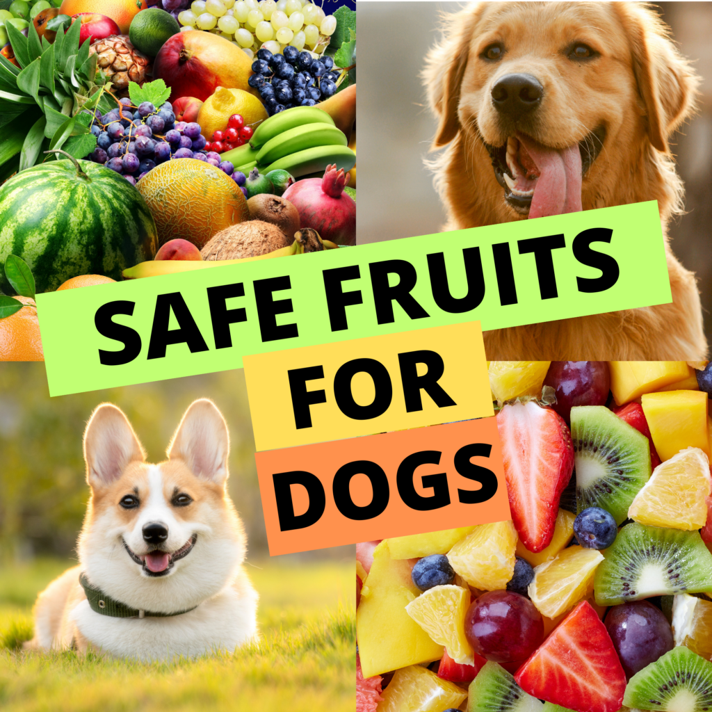 The Best Fruits Safe for Dogs

As a dog owner, you likely want to provide your furry friend with the healthiest and most nutritious diet possible. While commercial dog food often meets their basic nutritional needs, adding fresh fruits to your dog’s diet can be a great way to enhance their overall well-being. However, not all fruits are safe for  dogs, and it’s crucial to know which ones are best suited for your  pet.