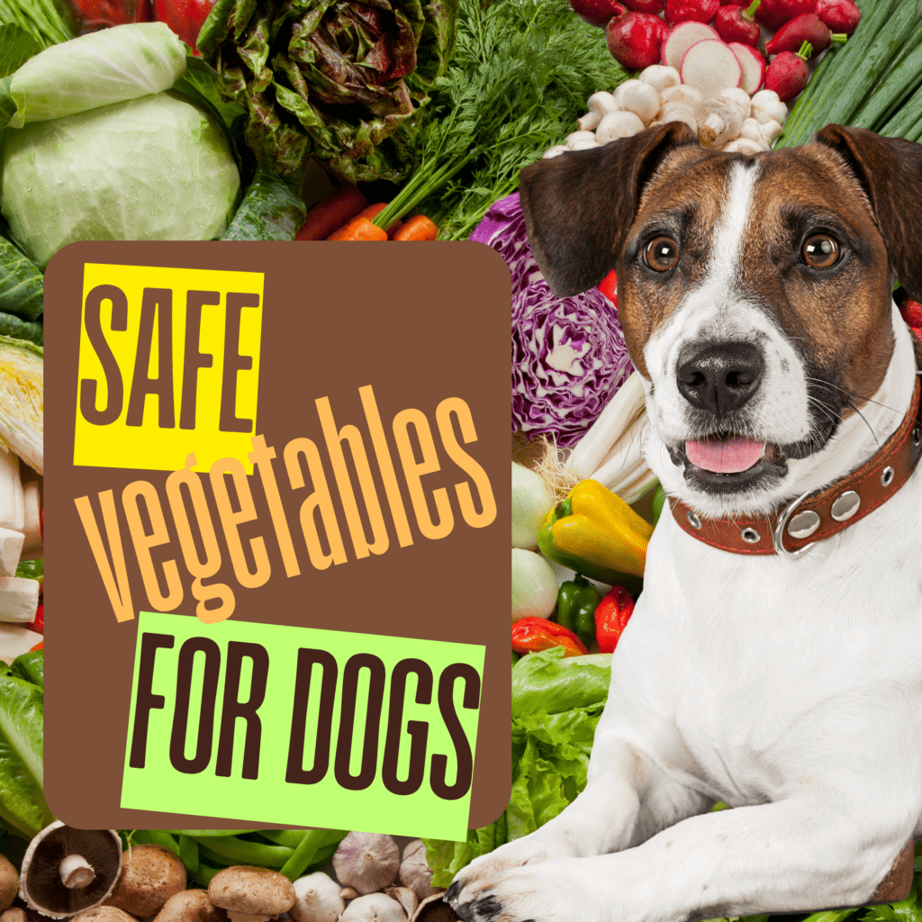 The Best Vegetables Safe for Dogs

As a dog parent, you always want to provide your pet with a well-rounded, nutritious diet. While kibble or wet dog food offers balanced nutrition, adding fresh vegetables can enhance your dog’s health in numerous ways. Vegetables are a great source of essential vitamins, minerals, and fiber, all of which promote overall well-being. However, not all vegetables are safe for dogs, so it’s essential to know which ones you can safely include in your dog’s diet